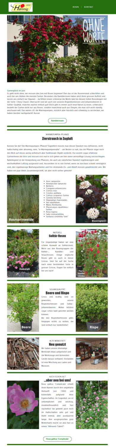 Sommer-Newsletter-Beispiel von Hämmig Rosenshop mit Sommerpflanzen für den Garten
